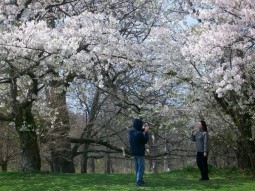 Cherry blossoms in Toronto