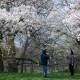 Cherry blossoms in Toronto