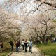 Cherry blossoms in Toronto